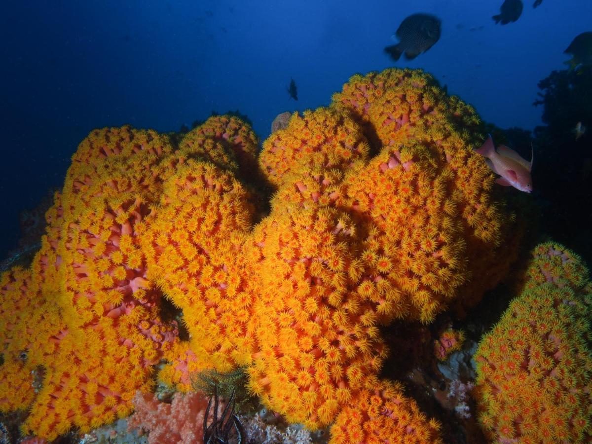 Blue Bay Divers Likupang Bangka Exteriör bild